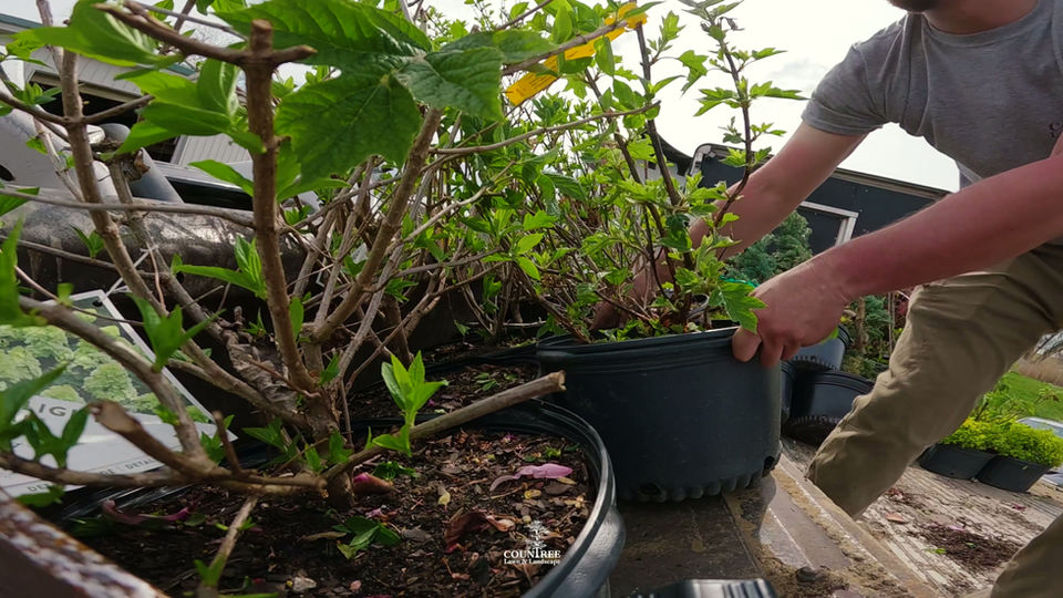 Unloading 120+ Plants!